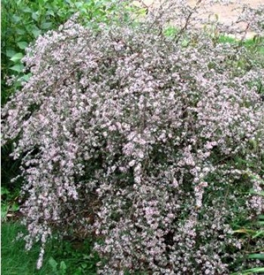 Aster laterifolius \